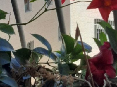 דירת קוטג' בקריית יערים, טלזסטון