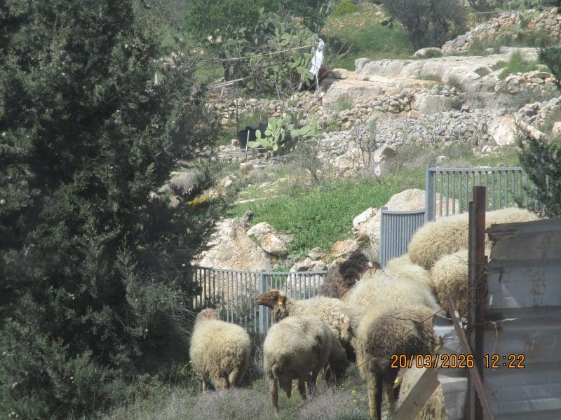 הבית מול הנוף והאווירה הפסטורלית | בית פסטורלי ❤️עם אוויר פסגות ונוף שלא הכרתם 🏕️ רגוע ושלו לשבתות ולבינ"ז - רמת ניקיון בסטנדרטים הכי גבוהים 👍כולם חוזרים פעם שנייה🤣, רמת שלמה, ירושלים