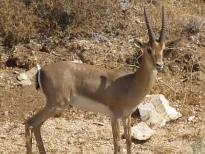 פנטהאוז לשבת בנווה הפסגה, ירושלים — 10 מיטות ונוף מדהים